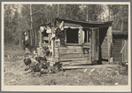 Shed and turkeys on cut-over farm, near Northome, Minnesota