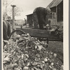 Unloading turnips used as stock feed on farm near Northome, Minnesota