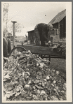 Unloading turnips used as stock feed on farm near Northome, Minnesota