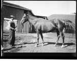 Horse