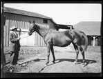 Horse