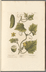 Garden cucumber