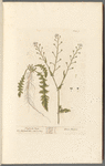 Shepherd's purse