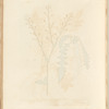 Shepherd's purse