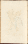 Shepherd's purse