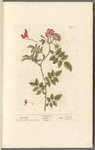 Wild rose