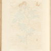 Wild rose