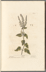 Wood sage