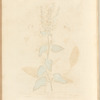 Wood sage
