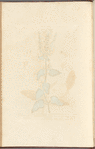 Wood sage
