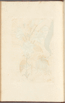 White lilly
