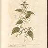 Stinging nettle