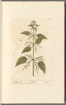 Stinging nettle