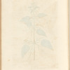 Stinging nettle