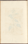 Stinging nettle
