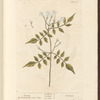 Jasmine