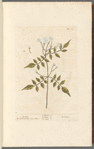 Jasmine