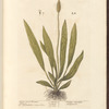 Narrow leaved plantain