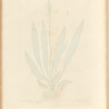 Narrow leaved plantain