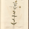 St. John's wort
