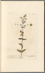 St. John's wort