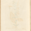 St. John's wort