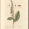 Fox glove