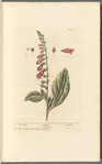 Fox glove