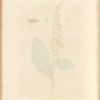 Fox glove