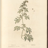 Wormwood