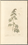 Wormwood