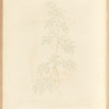 Wormwood