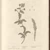 Yarrow