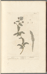 Yarrow