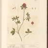 Purple trefoil