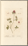 Purple trefoil