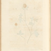 Purple trefoil