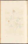 Purple trefoil