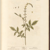 Agrimony