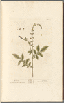 Agrimony