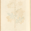 Agrimony