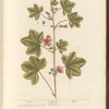 Mallow