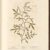Cress