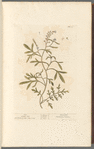 Cress