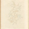 Cress