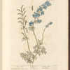 Lark spur