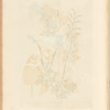 Lark spur