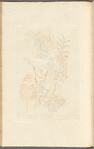 Lark spur