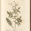 Hedge mustard