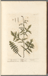 Hedge mustard
